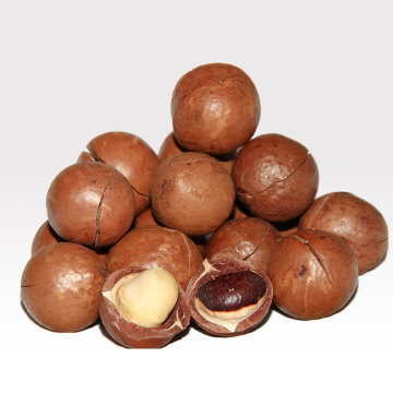 Commerce de gros de délicieux fruits secs sains décortiqués de macadamia
